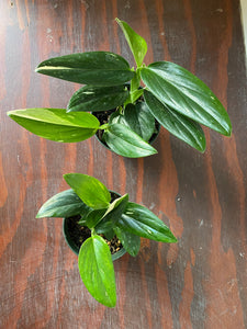 Monstera Standleyana Albo 4"