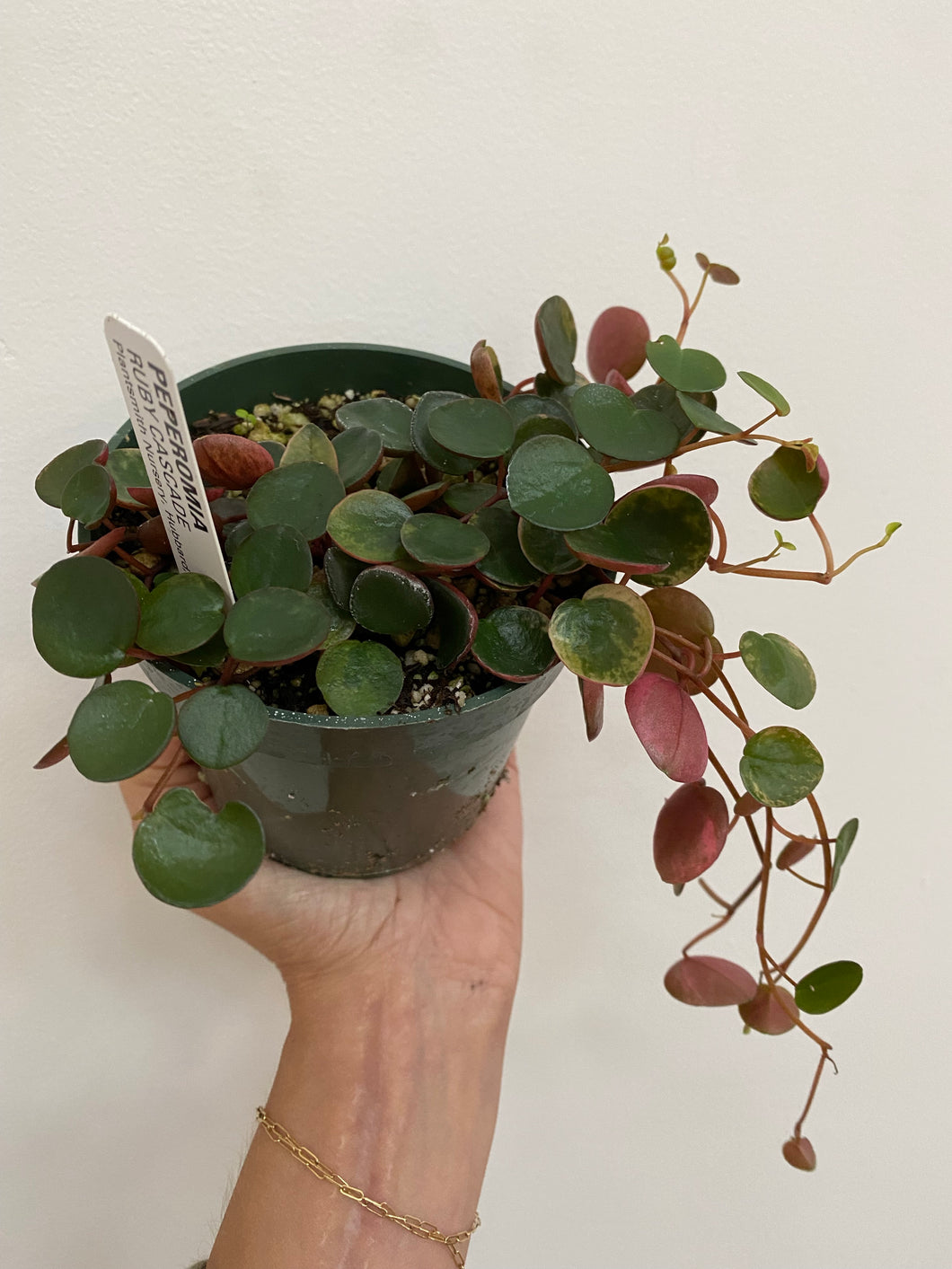 Peperomia - Ruby Cascade