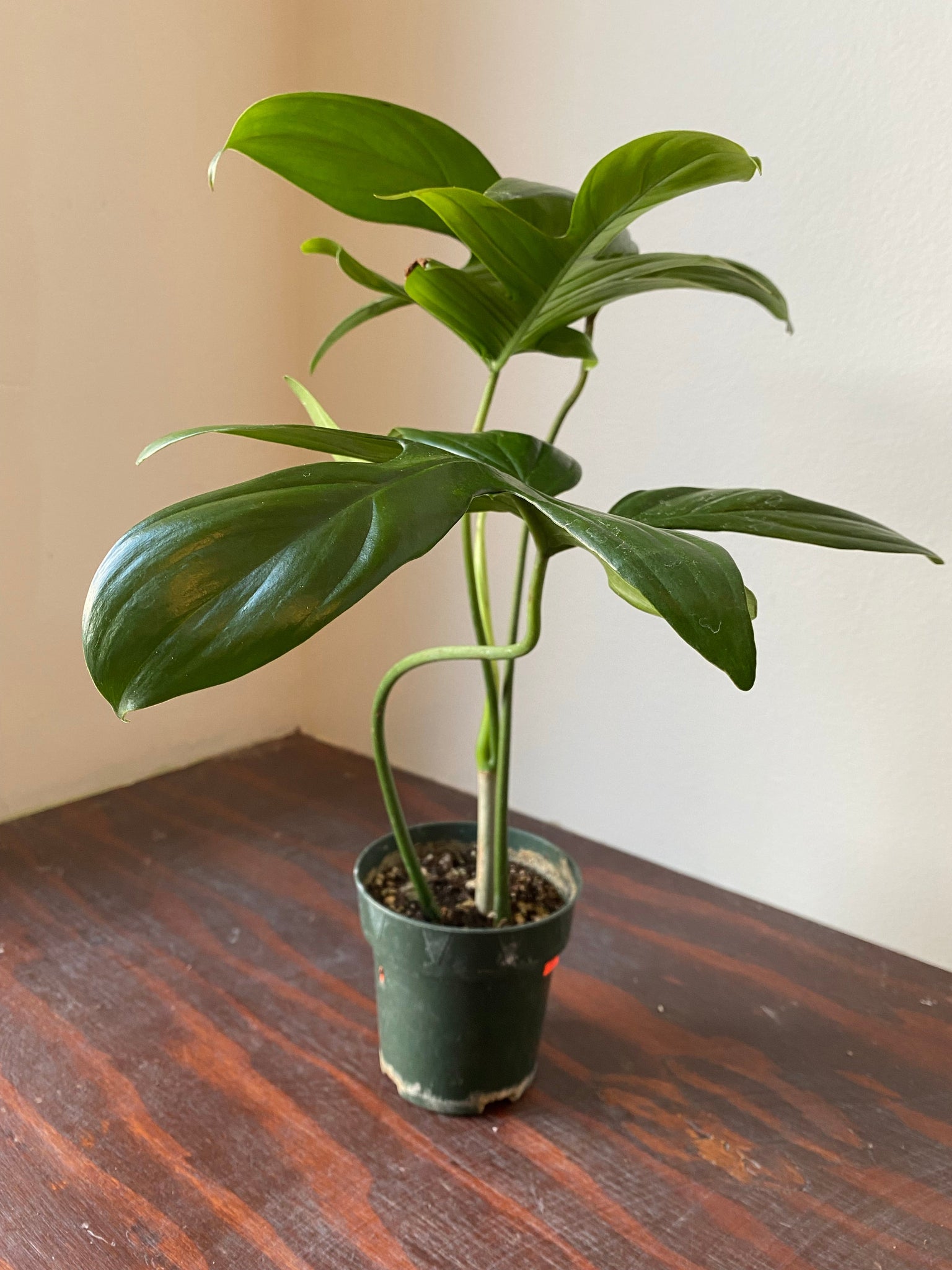 philodendron laciniatum Philodendron Laciniatum – WILDEHAUS
