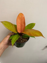 Load image into Gallery viewer, Philodendron Orange Prince - 6&quot;