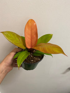 Philodendron Orange Prince - 6"