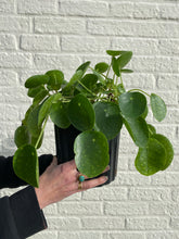 Load image into Gallery viewer, Pilea Peperomioides - Money Plant
