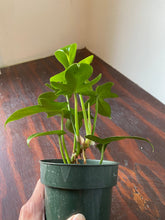 Load image into Gallery viewer, Philodendron Laciniatum