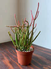 Load image into Gallery viewer, Euphorbia Tirucalli - Sticks on Fire - Red