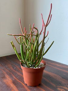 Euphorbia Tirucalli - Sticks on Fire - Red