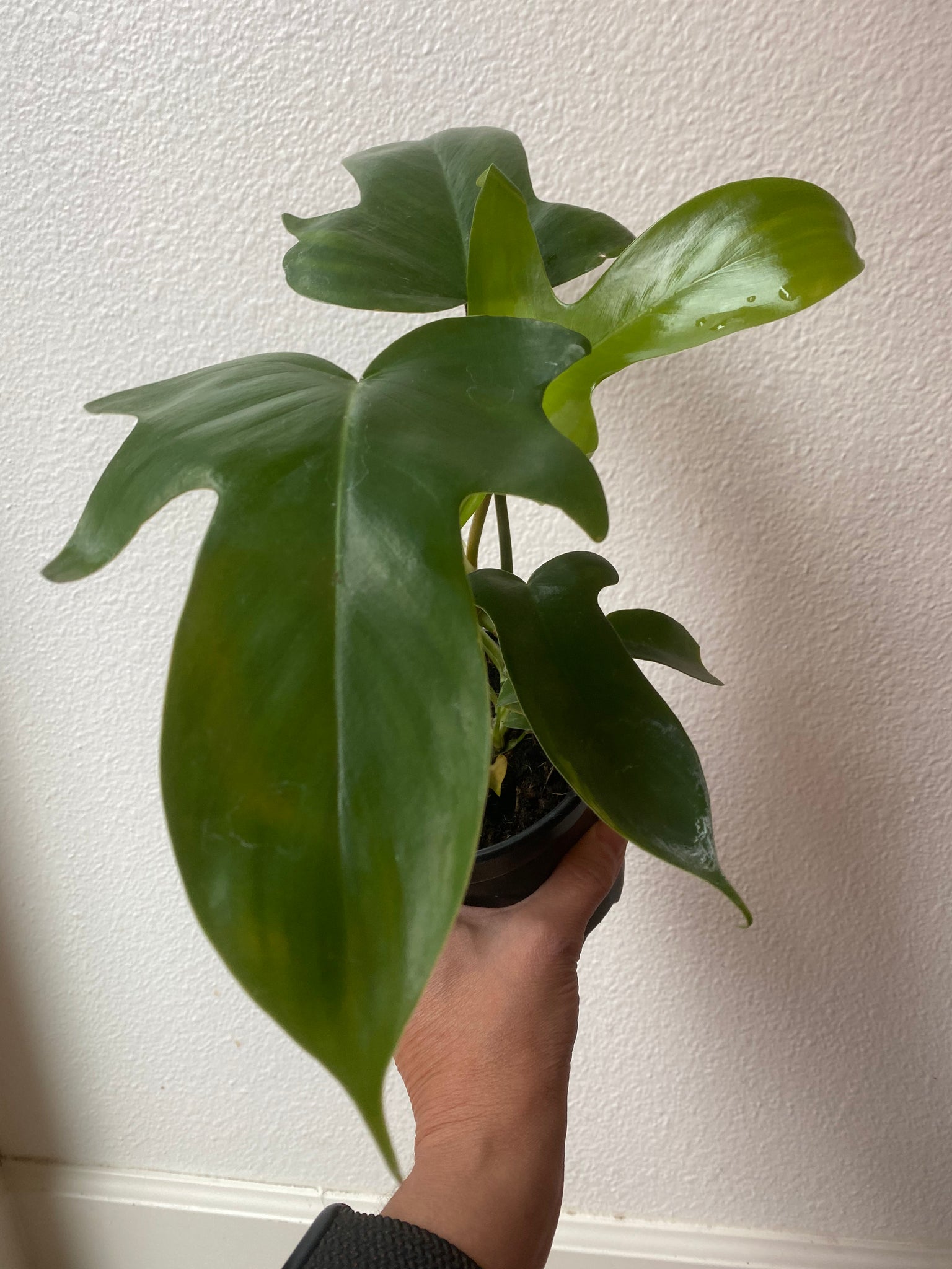 florida green philodendron Philodendron "Florida Green" – WILDEHAUS