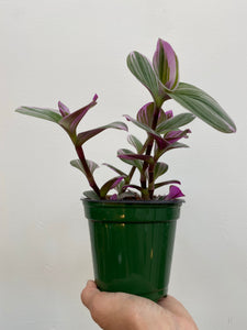 Tradescantia Nanouk - Wandering Dude