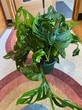 Load image into Gallery viewer, Monstera Adansonii - Swiss Cheese Plant - 6&quot; Hanging Basket