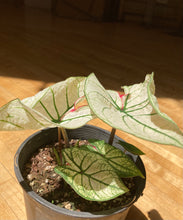 Load image into Gallery viewer, Caladium - Moonlight
