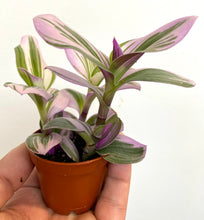 Load image into Gallery viewer, Tradescantia Nanouk - Wandering Dude