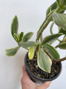 Crassula Ovata Variegata - Variegated Jade