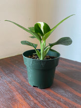 Load image into Gallery viewer, Monstera Standleyana Albo 4&quot;