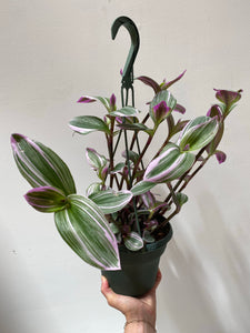 Tradescantia Nanouk - Wandering Dude