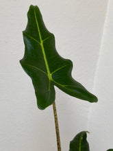 Load image into Gallery viewer, Alocasia - Sarian