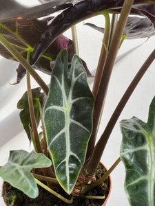 Alocasia - Polly - African Mask Plant - Premium Specimen