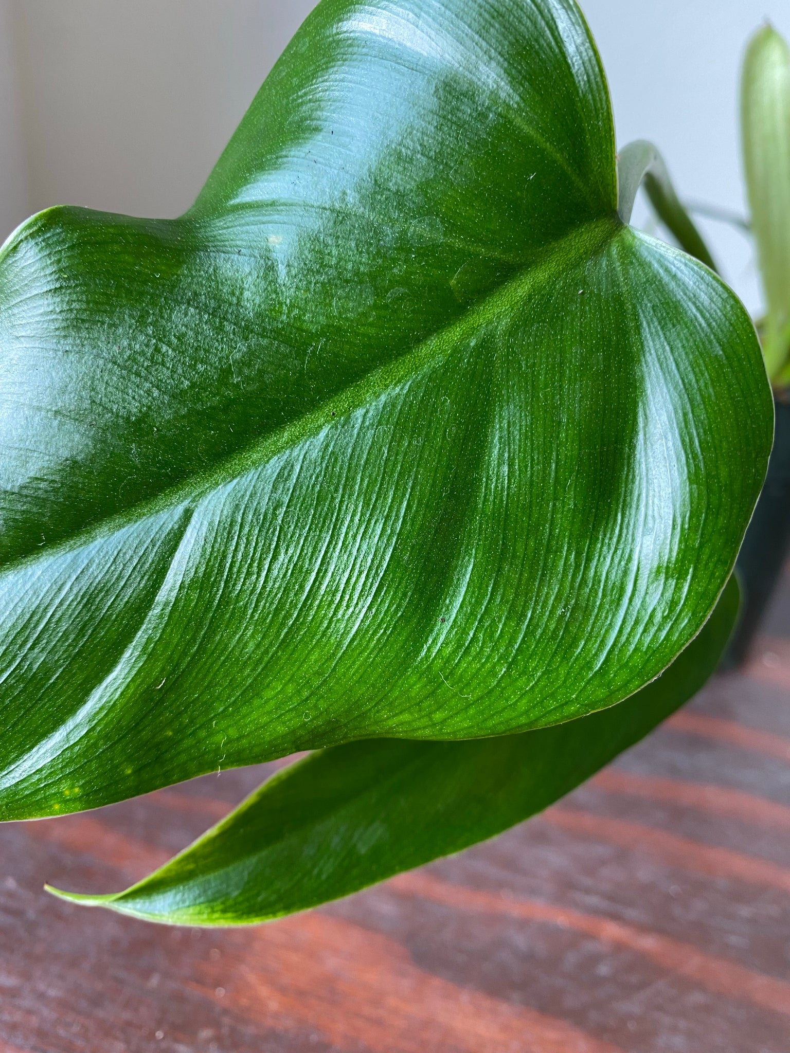 spadeleaf philodendron Philodendron Domesticum
