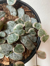 Load image into Gallery viewer, Ceropegia Woodii - Variegated  String of Hearts