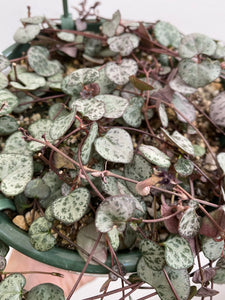 Ceropegia woodii - String of Hearts
