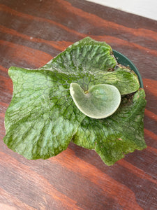Platycerium Superbum