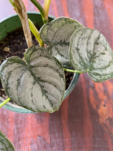 Philodendron Brandtianum