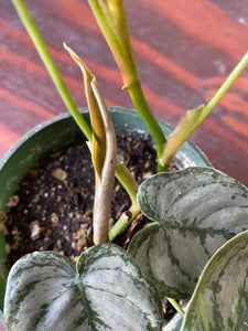 Philodendron Brandtianum