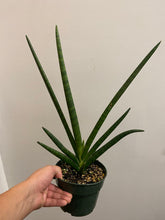 Load image into Gallery viewer, Sansevieria Mutano - 6&quot;