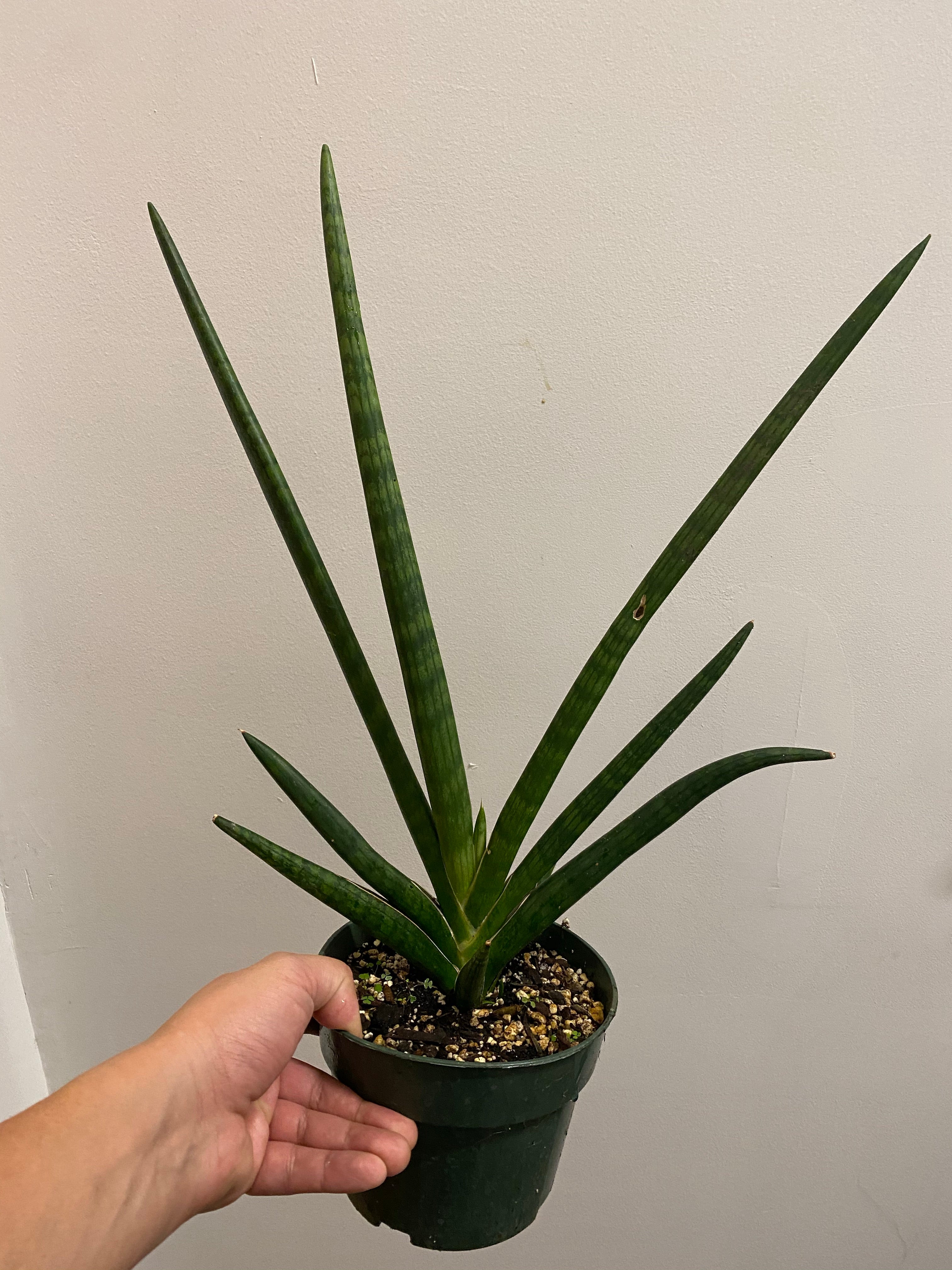 Sansevieria Mutano