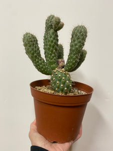 Opuntia Mamillata