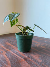 Load image into Gallery viewer, Philodendron Brandtianum