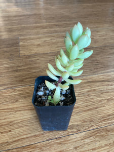 Premium Assorted Succulents - Local Pickup Only