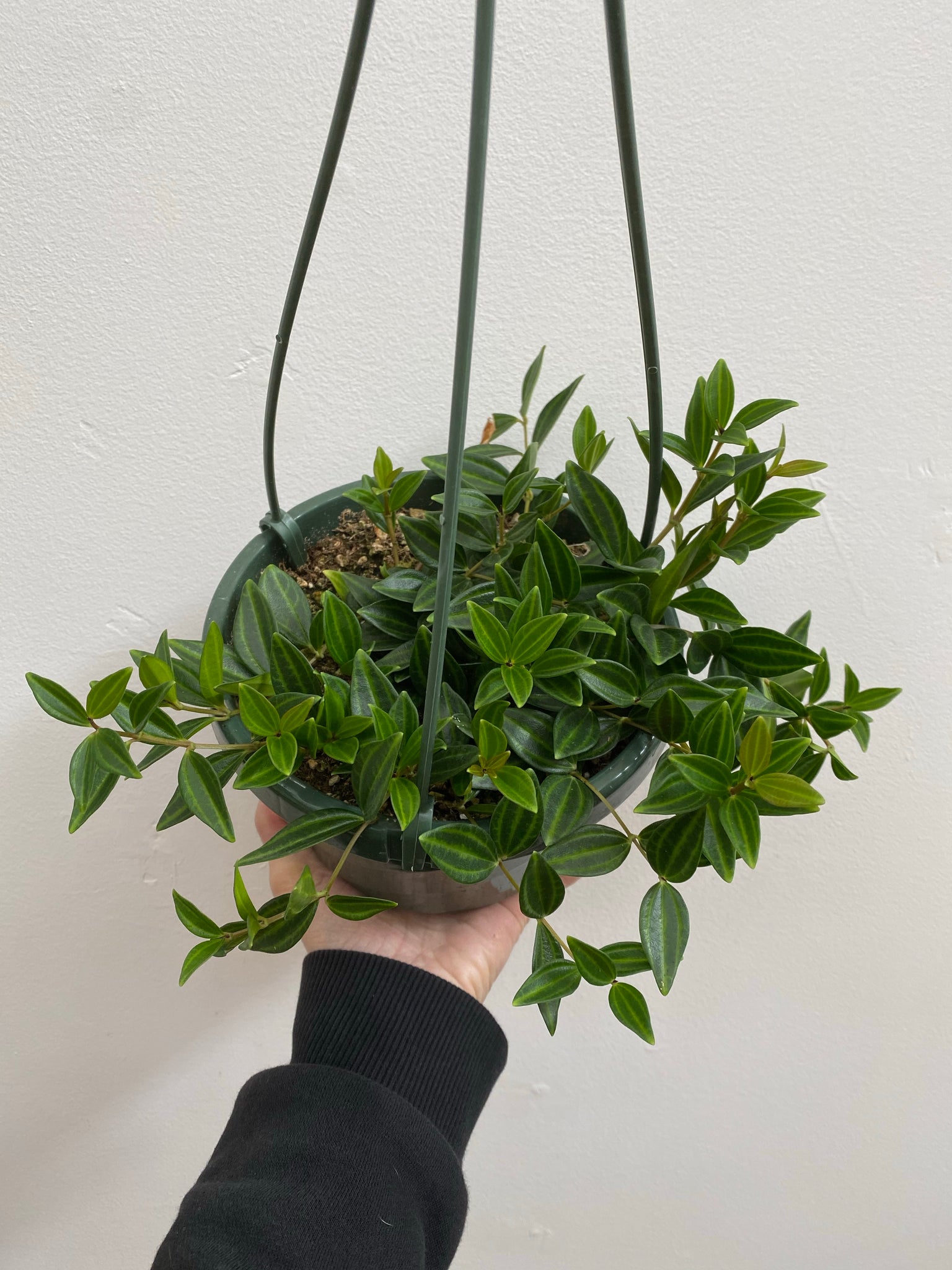 peperomia hanging plant Peperomia - Angularis