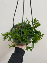 Load image into Gallery viewer, Peperomia - Angularis - 6&quot; Hanging Basket