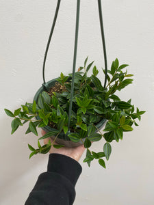 Peperomia - Angularis - 6" Hanging Basket