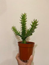 Load image into Gallery viewer, Euphorbia Trigona