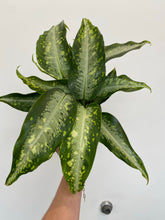 Load image into Gallery viewer, Dieffenbachia Panther