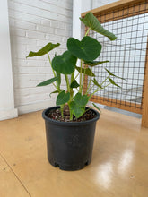 Load image into Gallery viewer, Colocasia - Elephant Ear