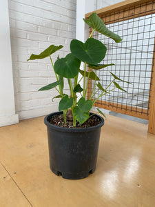 Colocasia - Elephant Ear