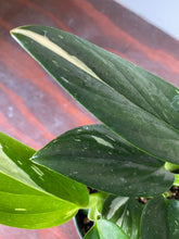Load image into Gallery viewer, Monstera Standleyana Albo 4&quot;