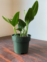 Load image into Gallery viewer, Monstera Standleyana Albo 4&quot;