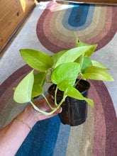 Load image into Gallery viewer, Epipremnum Aureum - Neon Pothos