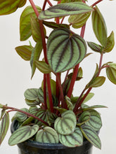 Load image into Gallery viewer, Peperomia - Piccolo Banda