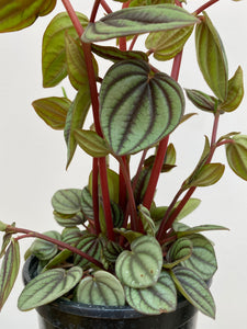 Peperomia - Piccolo Banda