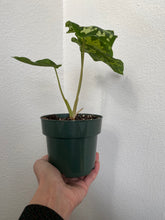 Load image into Gallery viewer, Caladium Praetermissum - Hilo Beauty