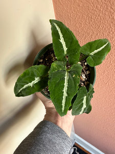 Syngonium Wendlandii