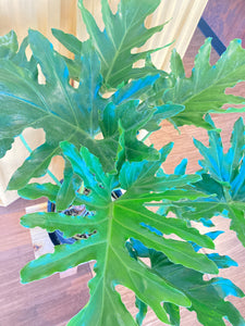Philodendron Selloum