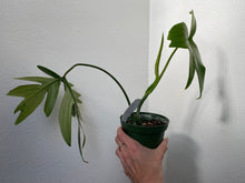 Load image into Gallery viewer, Philodendron Laciniatum
