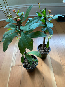 Euphorbia Milli- Crown of Thorns