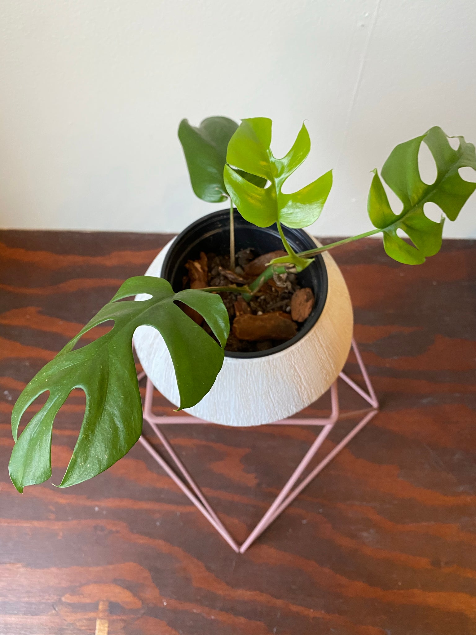 squat pot for plants Big Squat 10" Plant Stand – WILDEHAUS