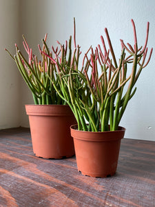 Euphorbia Tirucalli - Sticks on Fire - Red