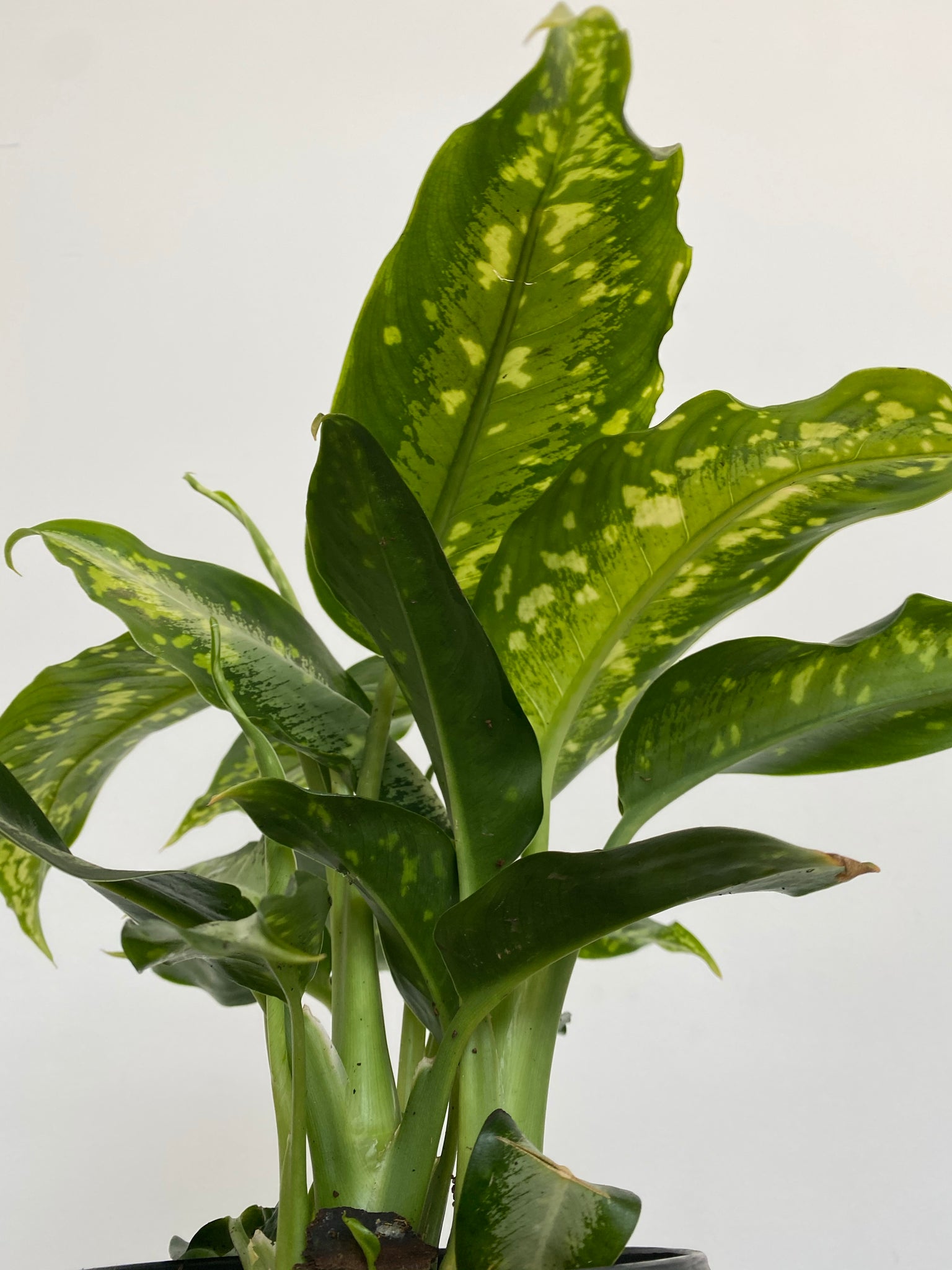 dieffenbachia panther plant Dieffenbachia Panther – WILDEHAUS